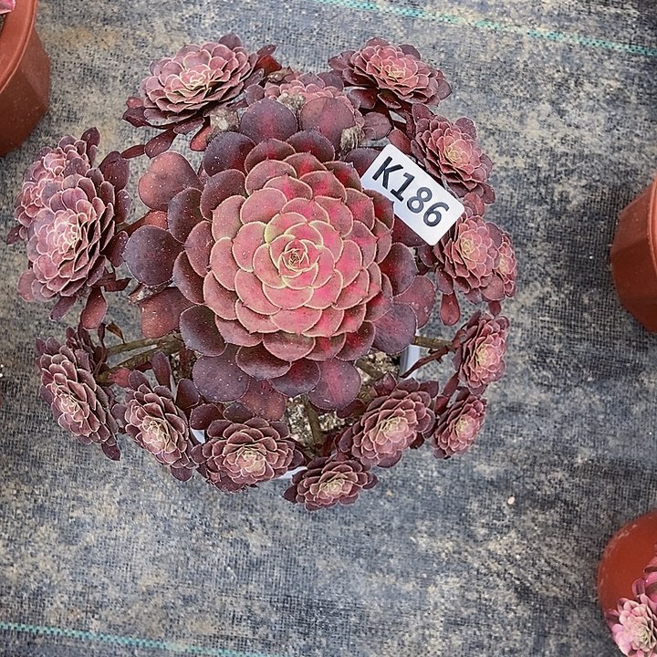 186红铜壶中班阴阳4444444