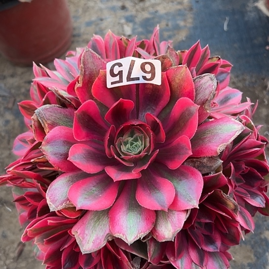 美***生多肉植物一个妖月675