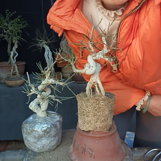 鱼***宝完全开放甘肃小叶迎春花