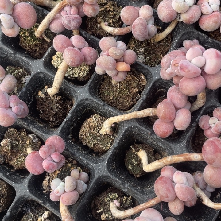 腰子蛋发5颗满18包邮