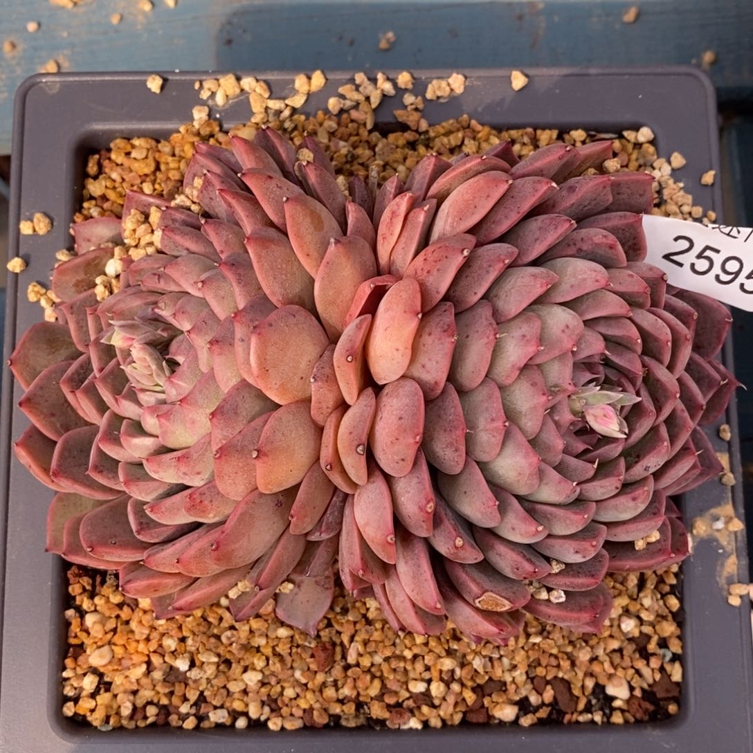 不****调杂交精品多肉2595