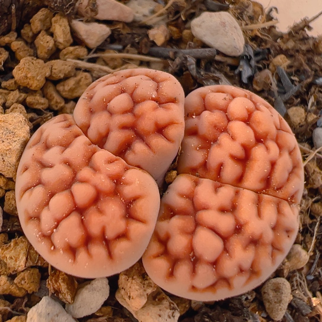 34多肉植物百科知识