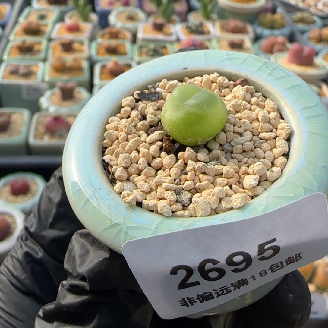 2695 -一物一拍 带盆