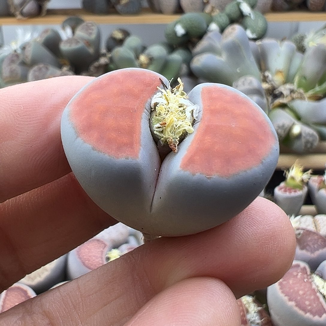 2312几何三代选拔株炸