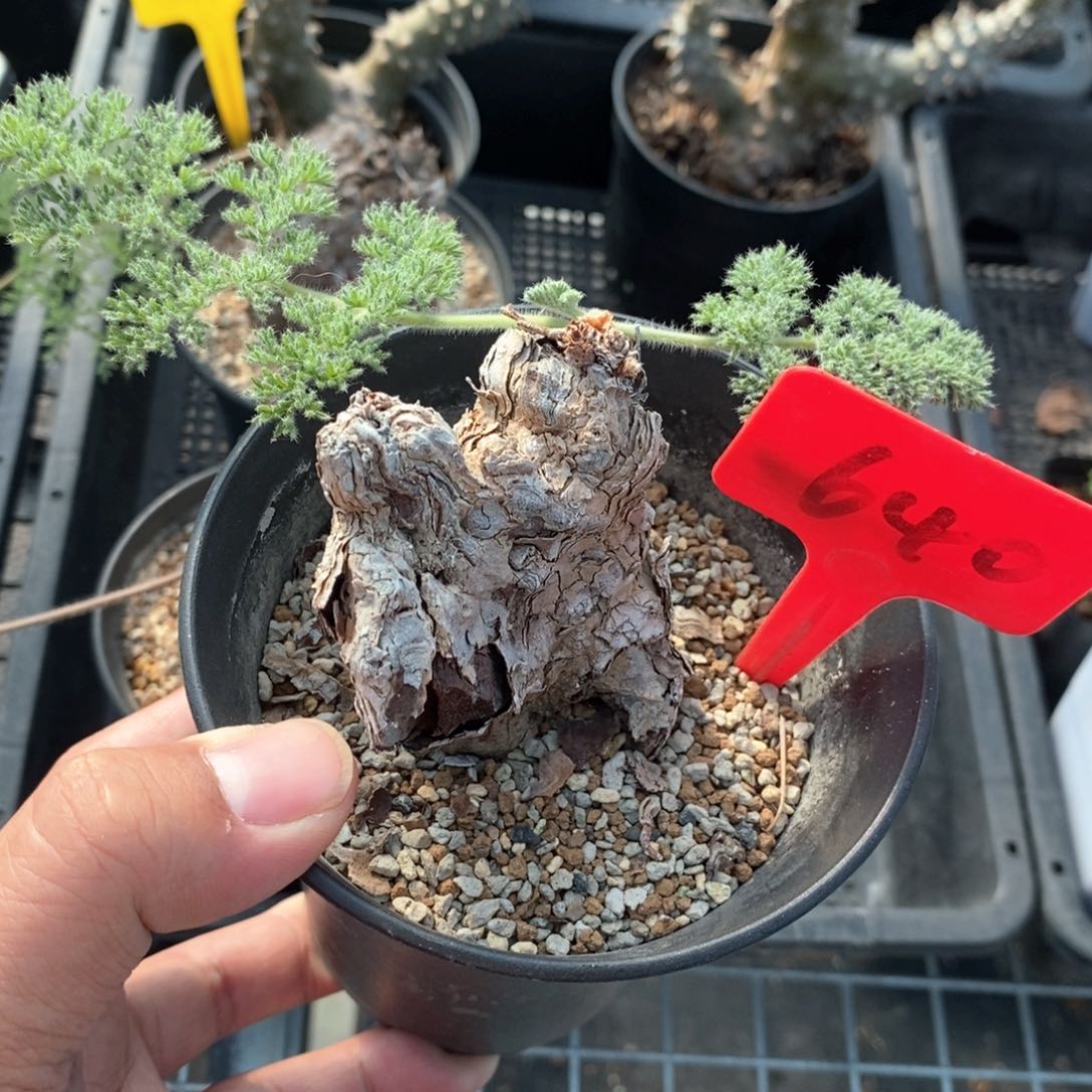 枯木杨奎多肉植物