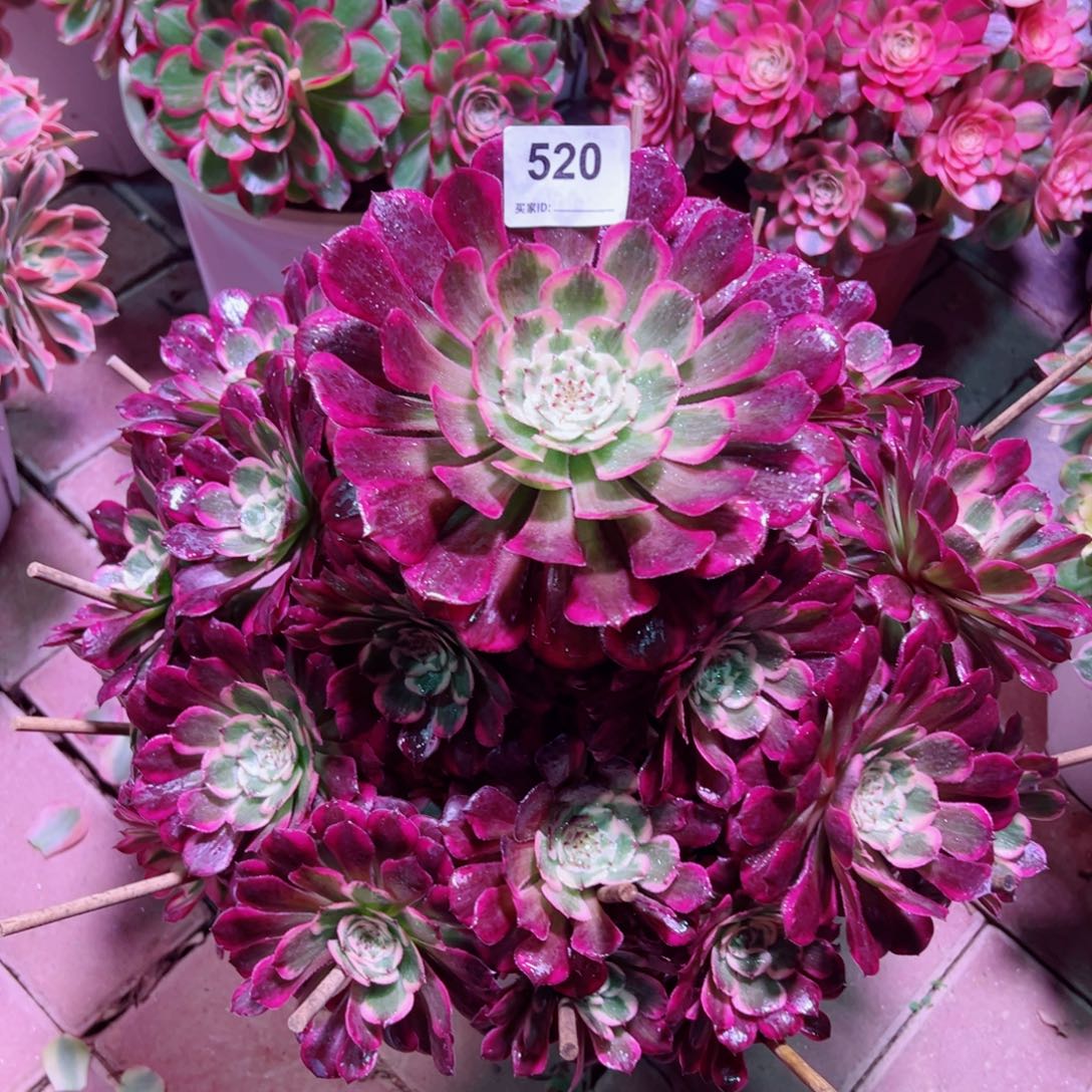 520霁月法师多肉植物