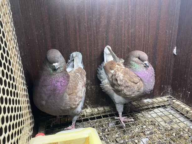 观赏鸽   摩登门