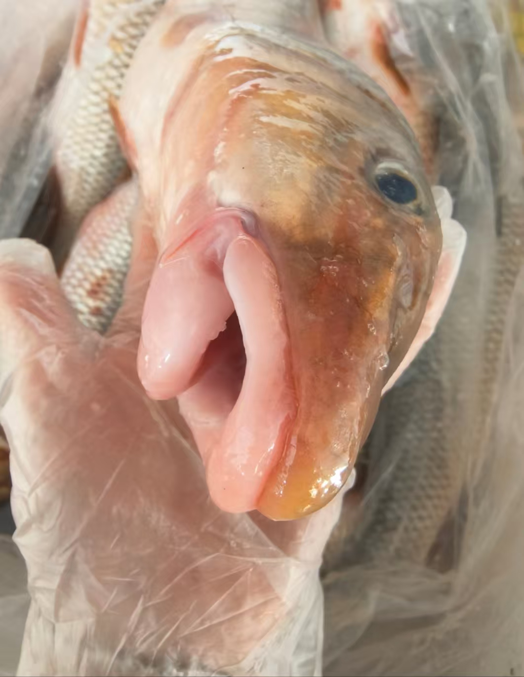 东北大兴安岭黑龙江野生鲜冻虫唇鱼