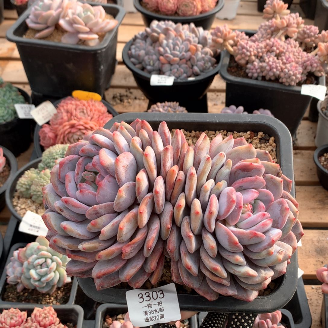 20厘米双头有砍梦露3303