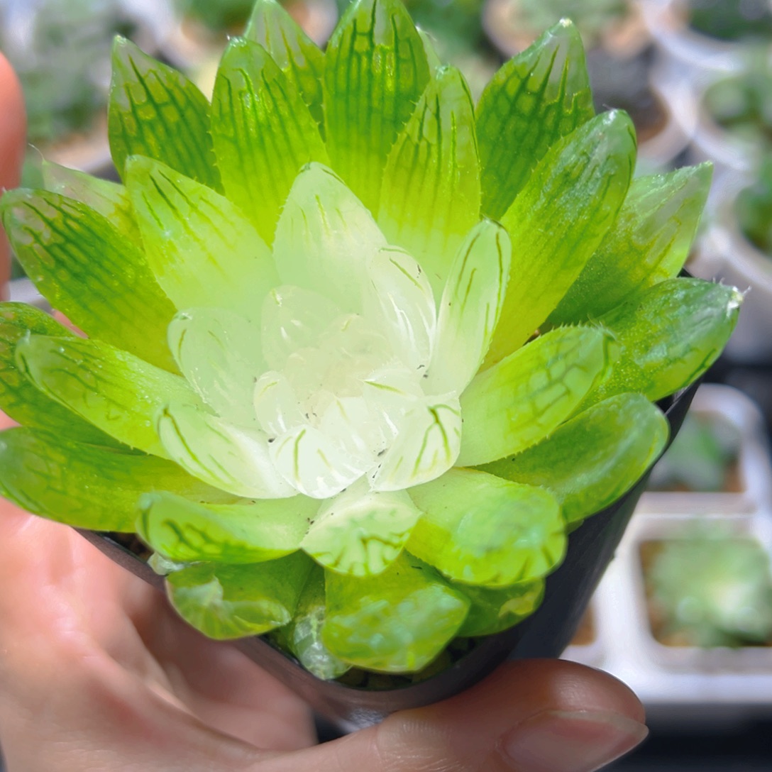 白娘子多肉多肉多肉多肉