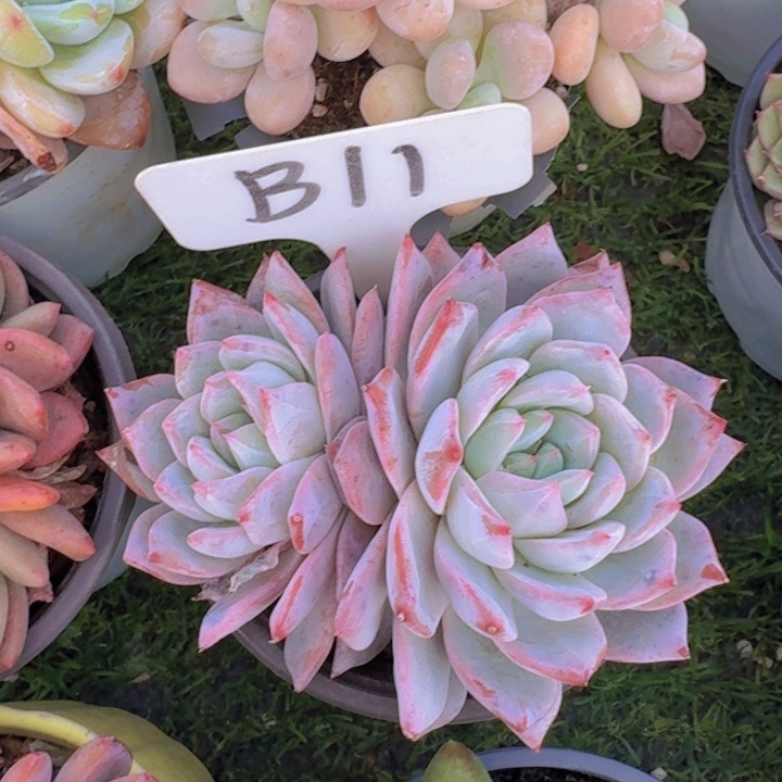 健健康康平平安安