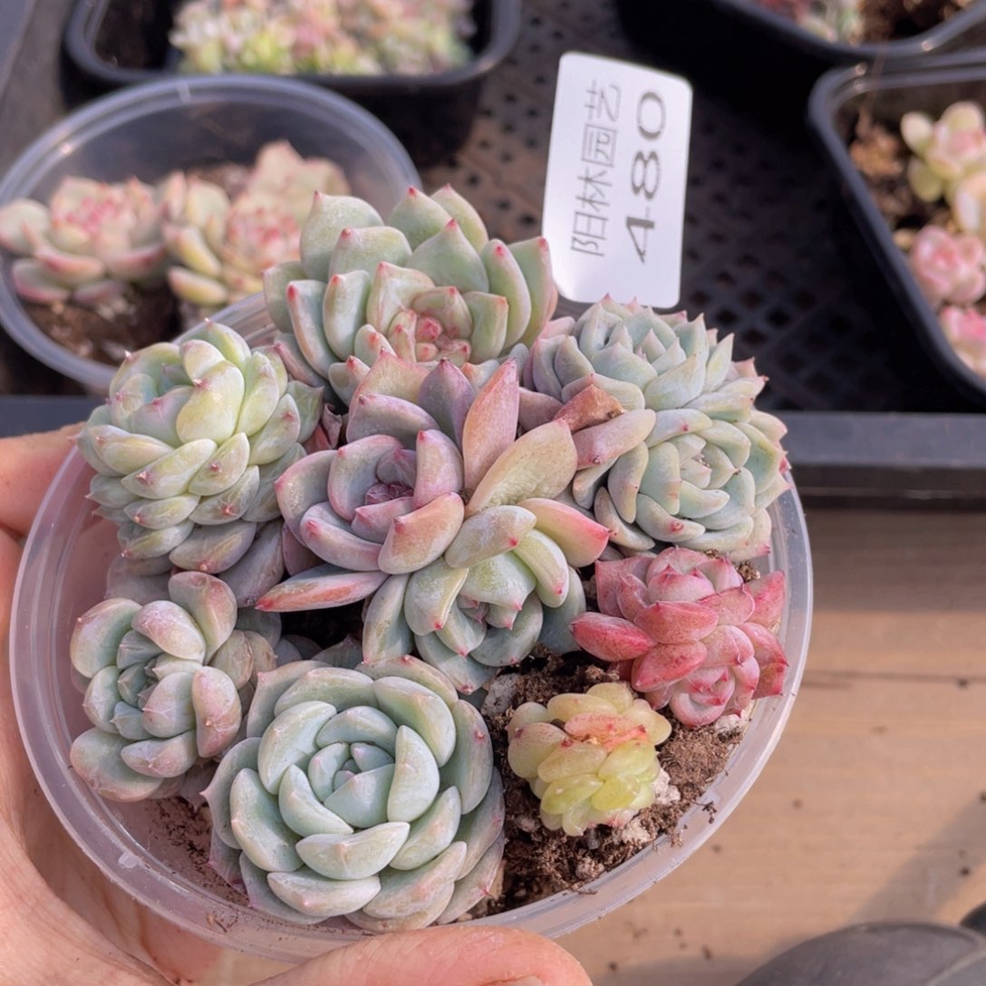 多肉植物多肉植物480