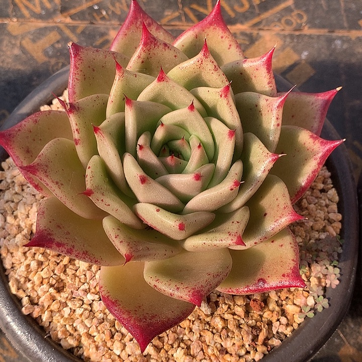 多肉植物一物一拍