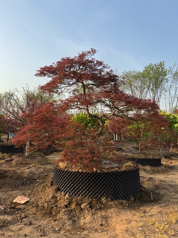 羽毛枫：金丝皇羽，外山，石榴红，稻叶，星星之锤等大小规格嫁接原生