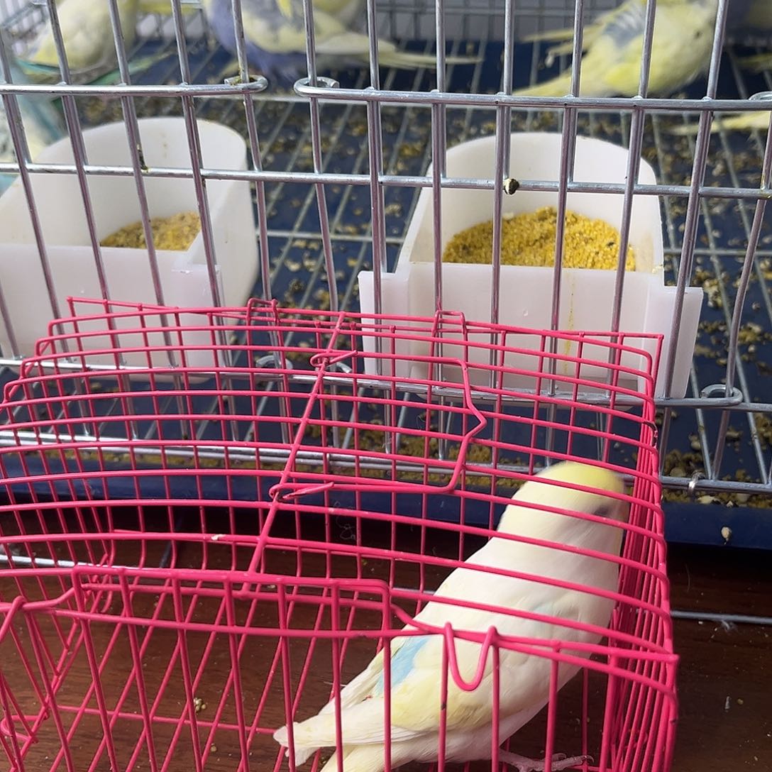 虎皮鹦鹉金彩鹦鹉