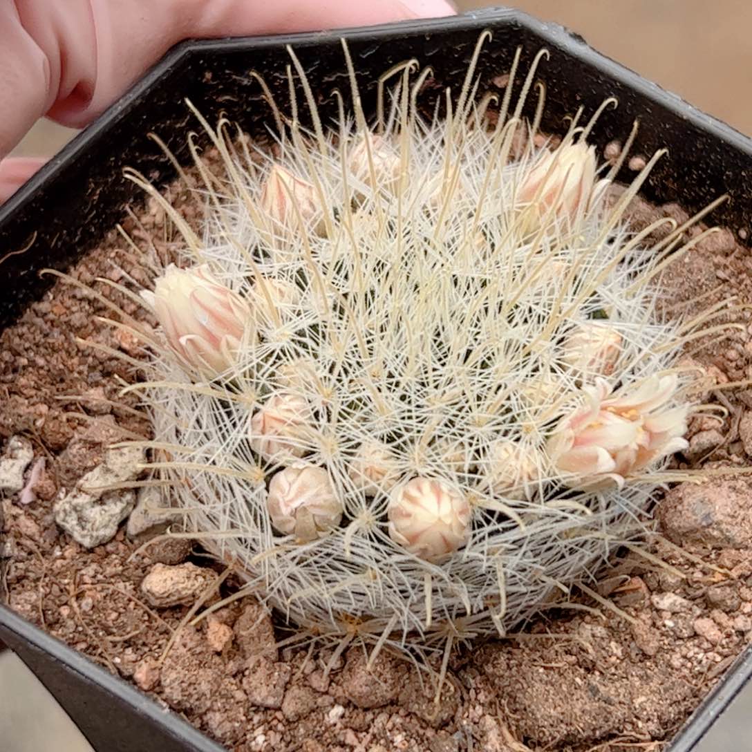 一***次实生 阳炎仙人球