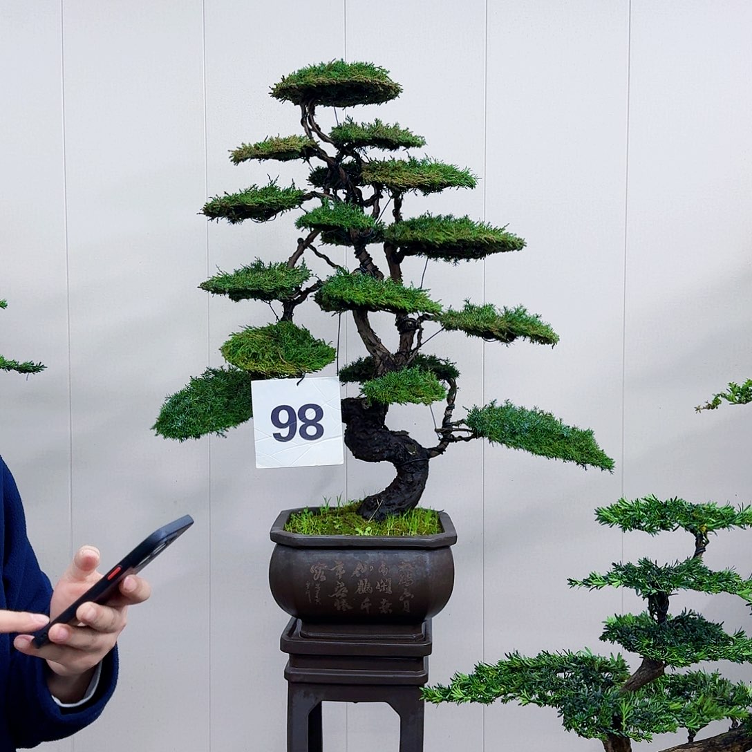 盆景松树造型盆景