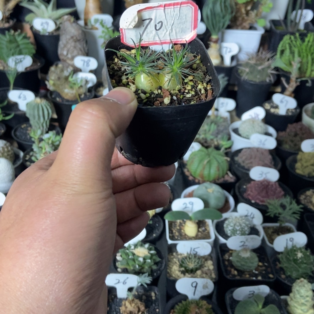 双头迷你海葱一个