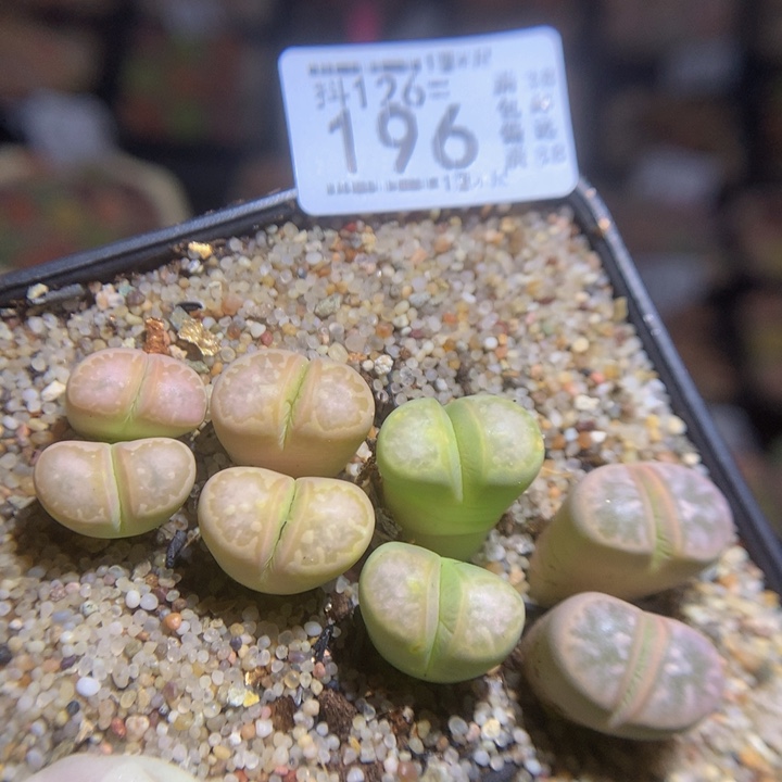 精品生石花126.196高特