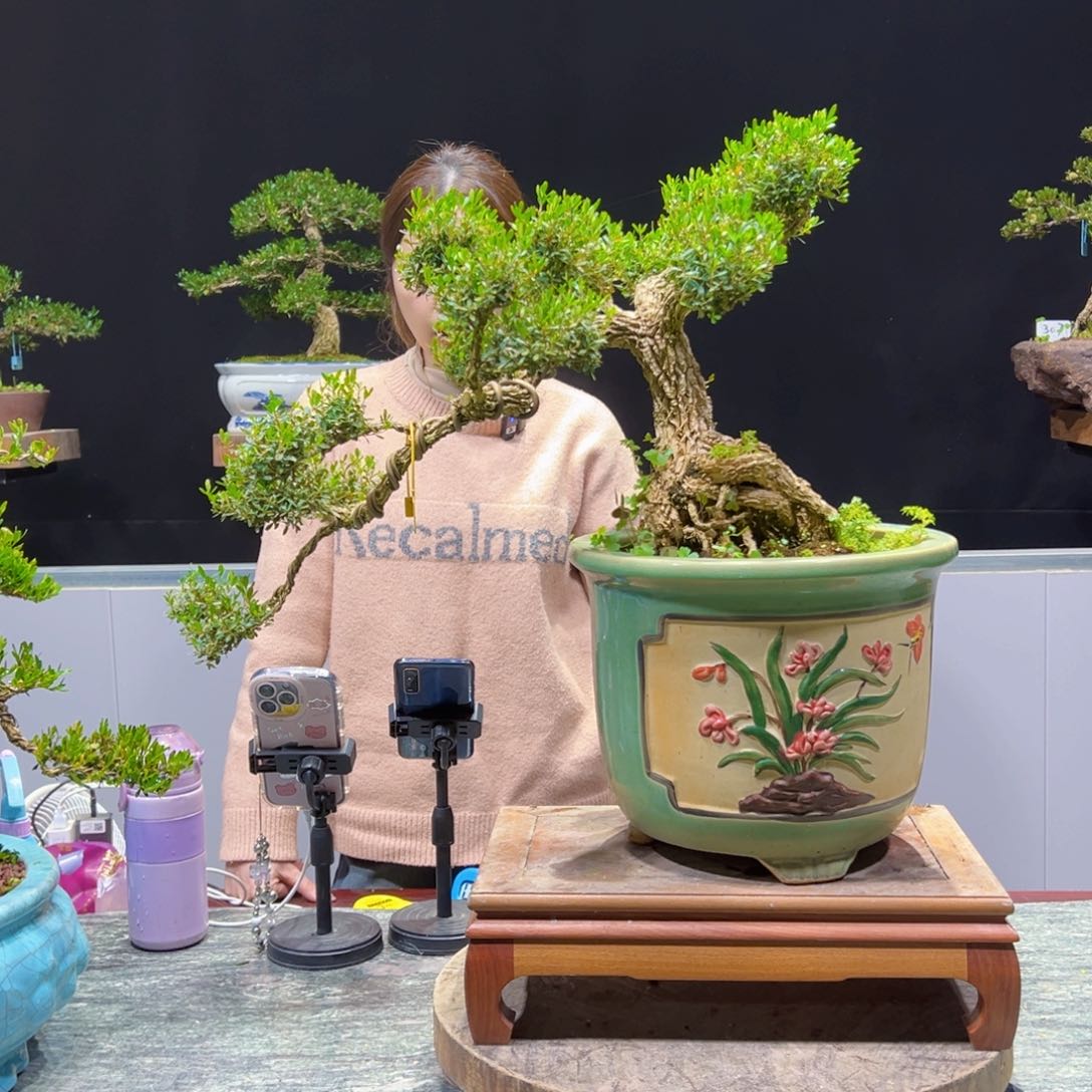 四季常青老桩黄杨盆景