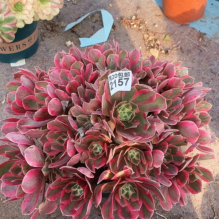 2157一颗女妖法师