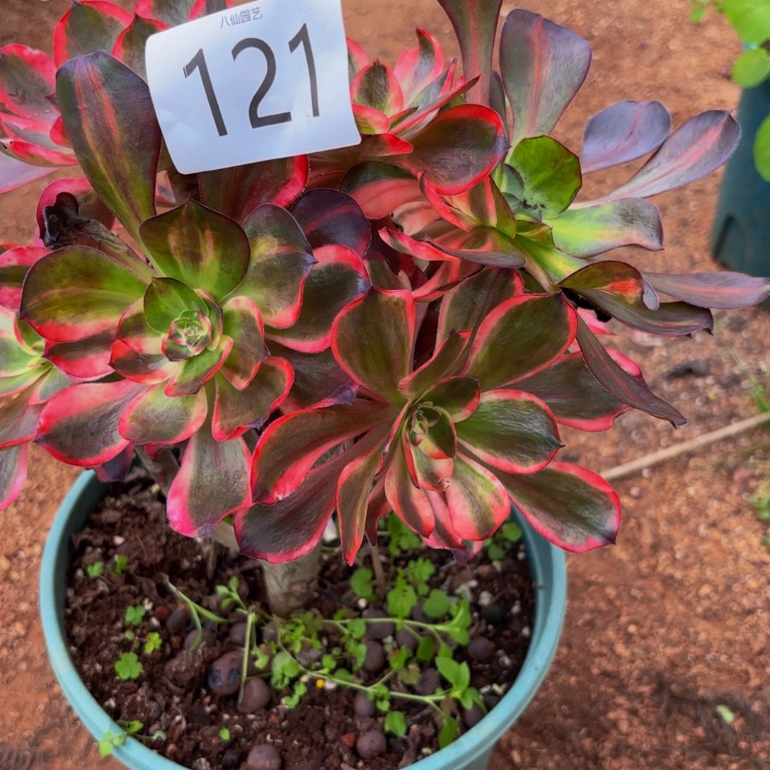 落***雪121多肉植物红魔女特价