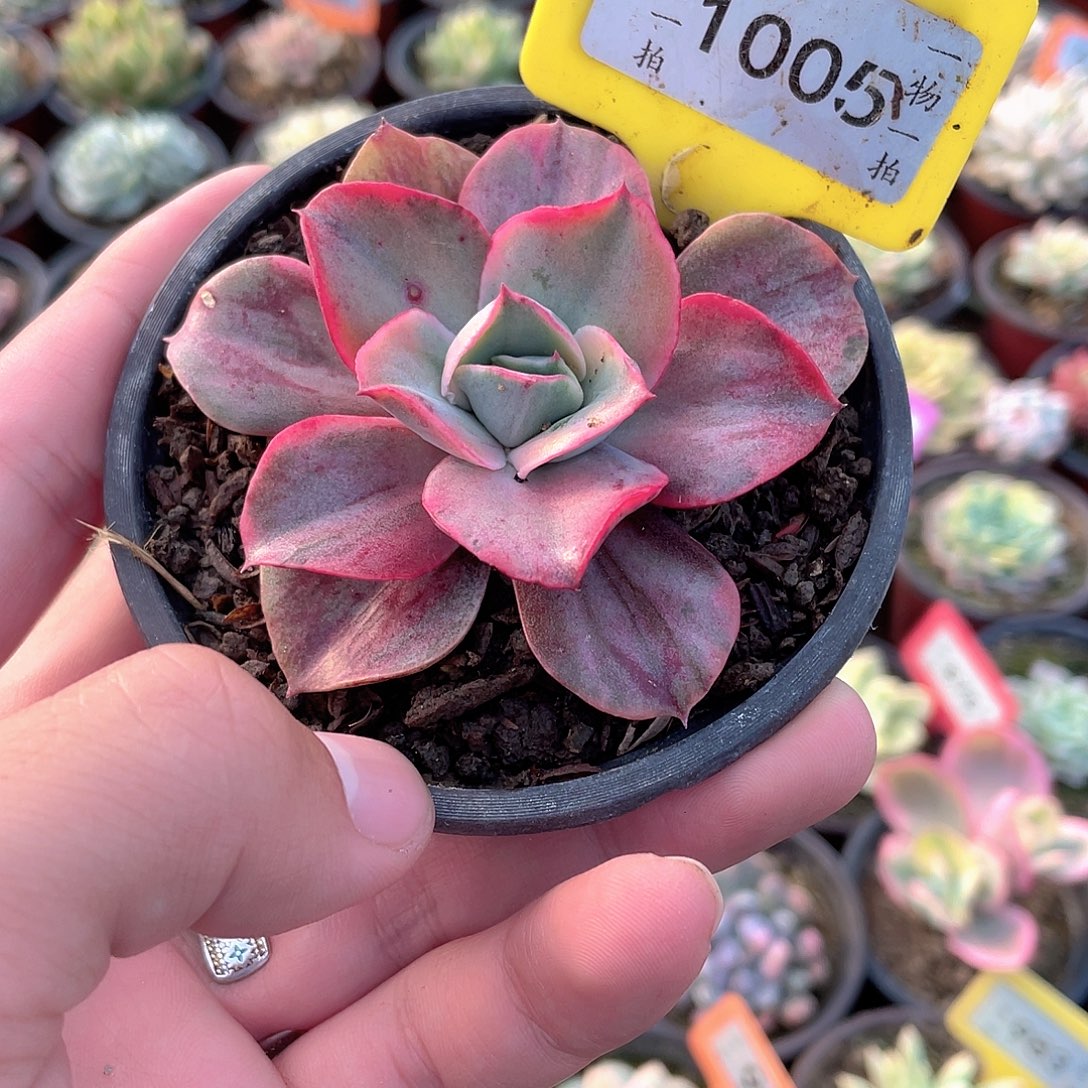 蜗牛吃了一口1005号