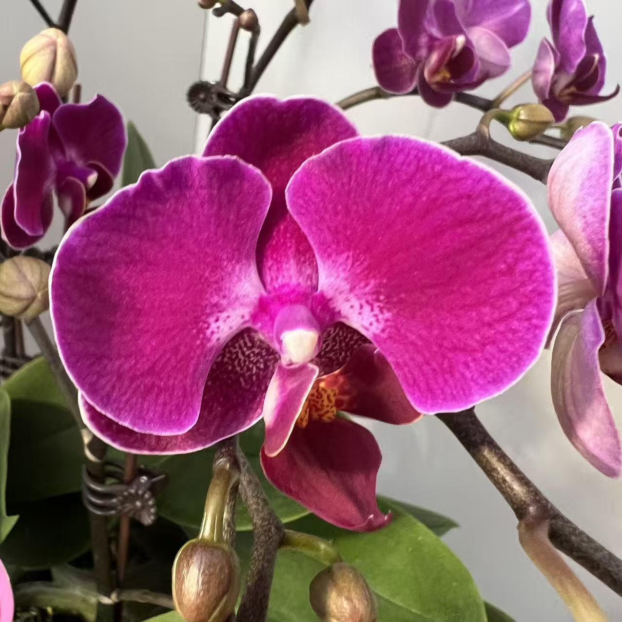 【莫雷利亚】 蝴蝶兰室内鲜花绿植送礼亲戚礼物盆栽乔迁