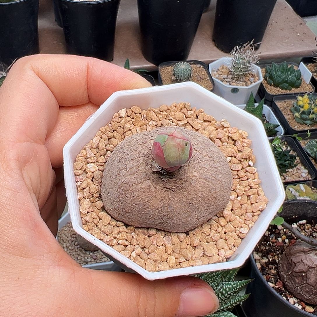 吞***吞玫瑰大戟实生带盆发货