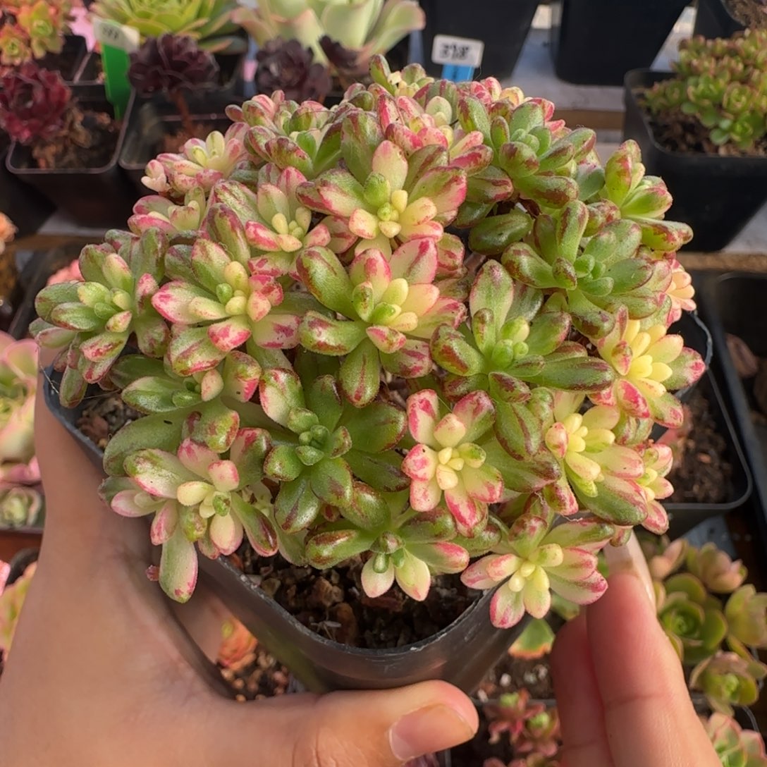 L591半城玫瑰小人祭锦不含盆土