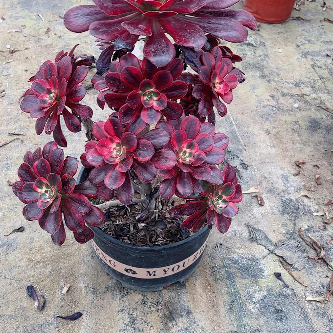 多肉植物960多肉