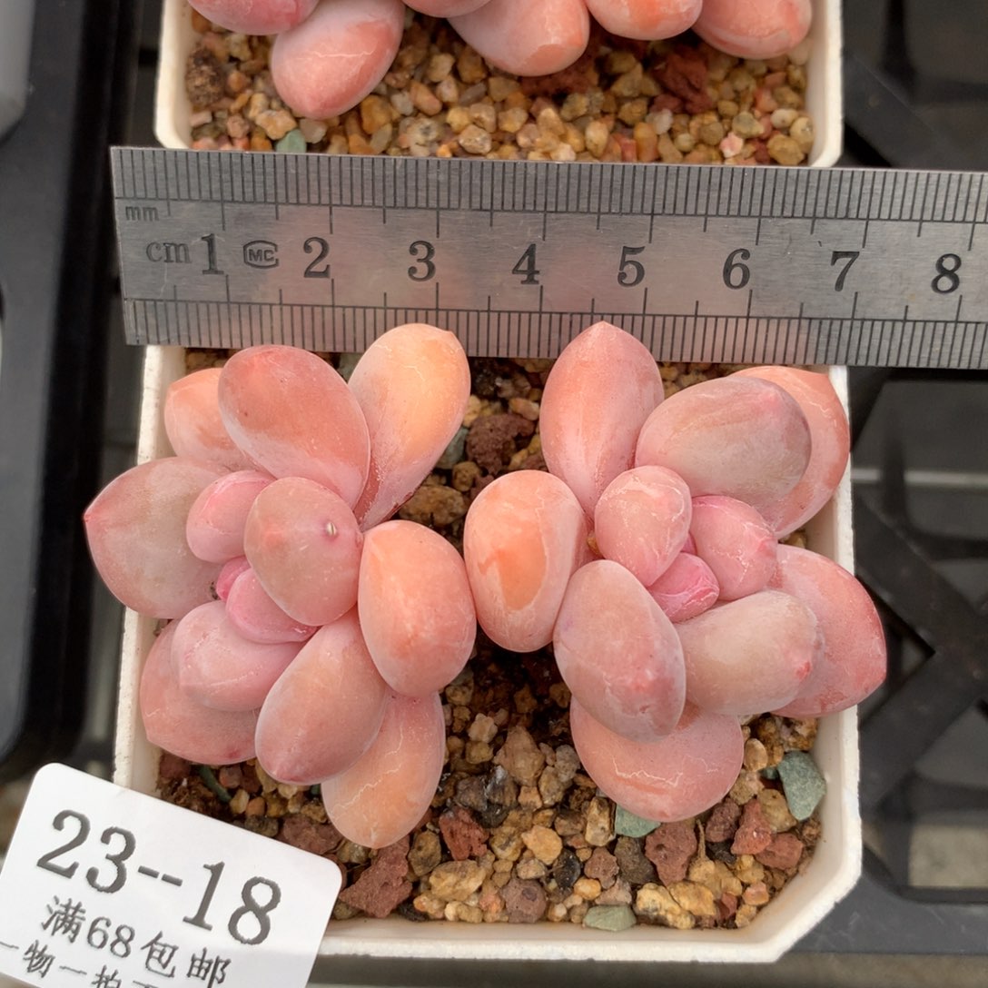 18。香水老桩双头。