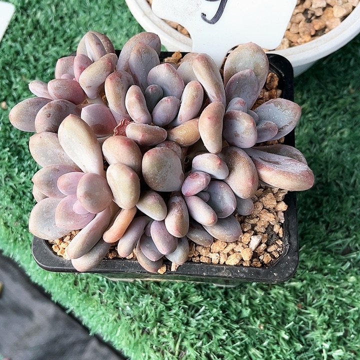 三明治9号码牌子的话题终结者