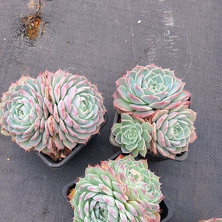 吉娃娃杂双头，满18包邮