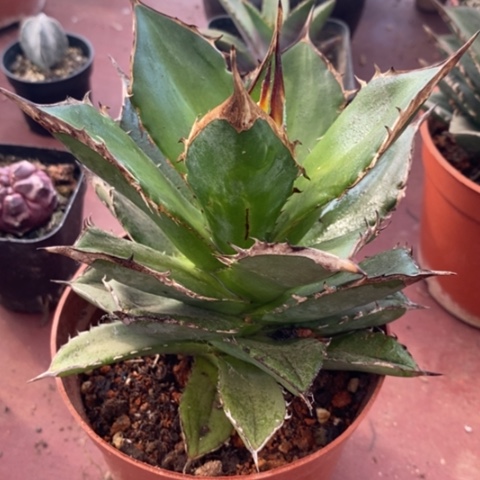 小岛白刺11龙舌兰