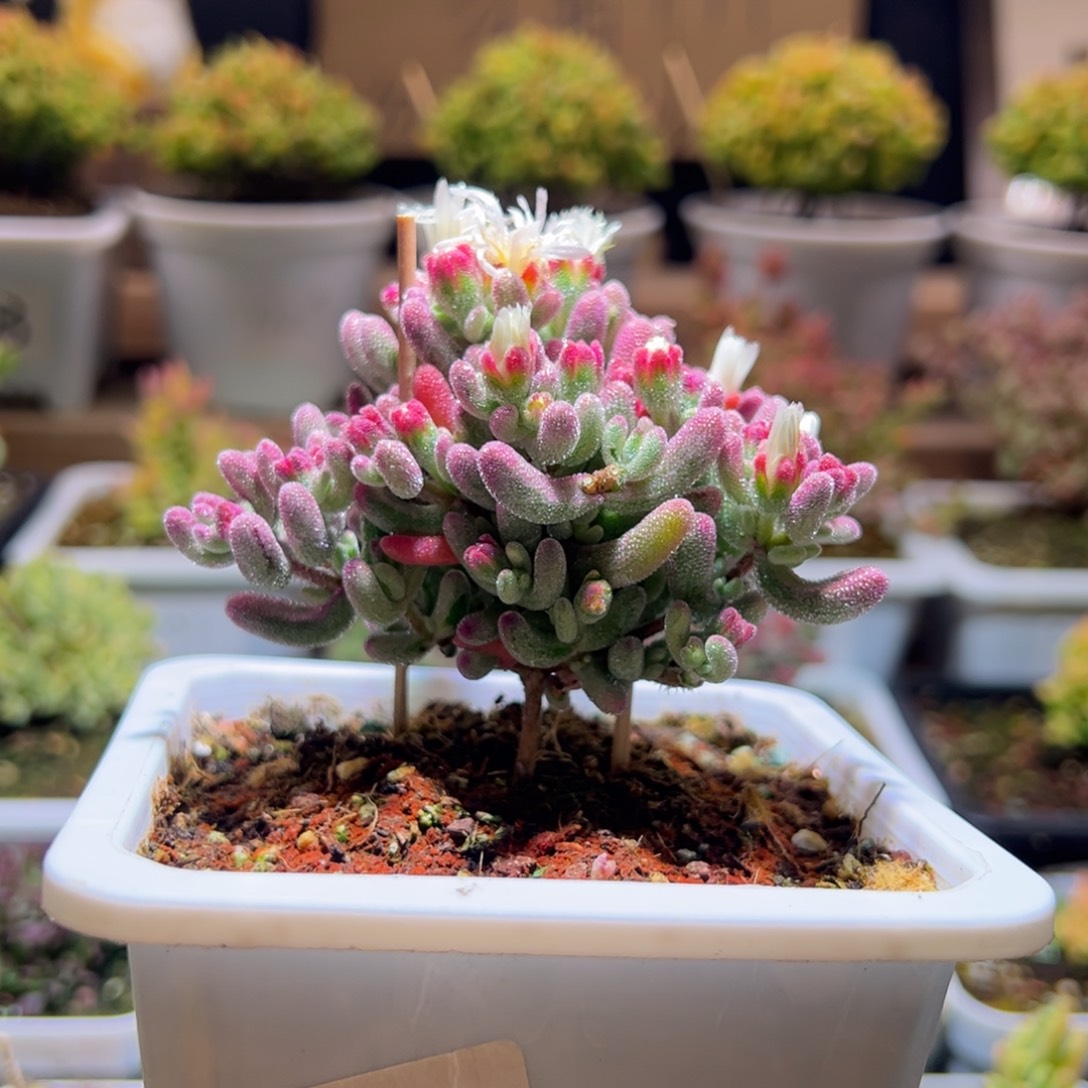 288紫闪光一物一拍包开箱