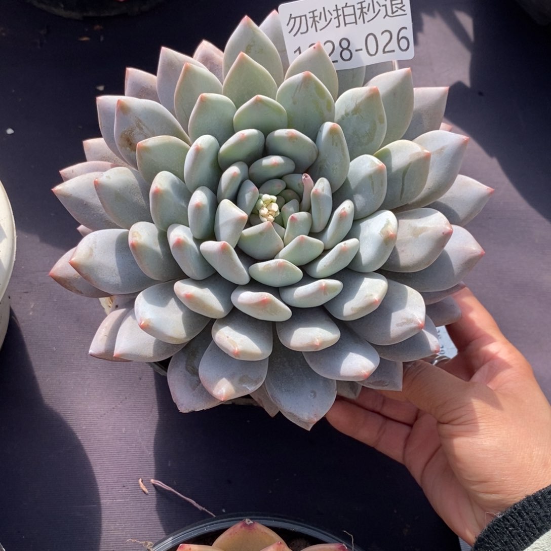 两单包邮1228-26橙龙