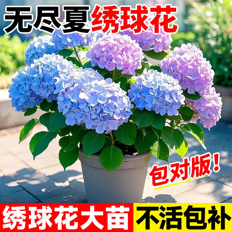 绣球花盆栽无尽夏绣球八仙花苗地栽庭院大苗四季耐寒花卉爆花满盆