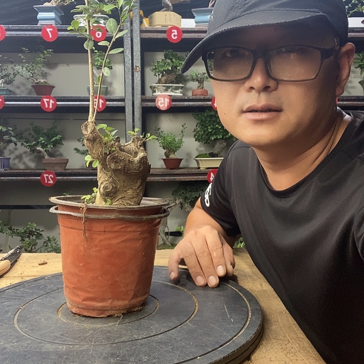 越***丘无花朵小叶榔榆一个