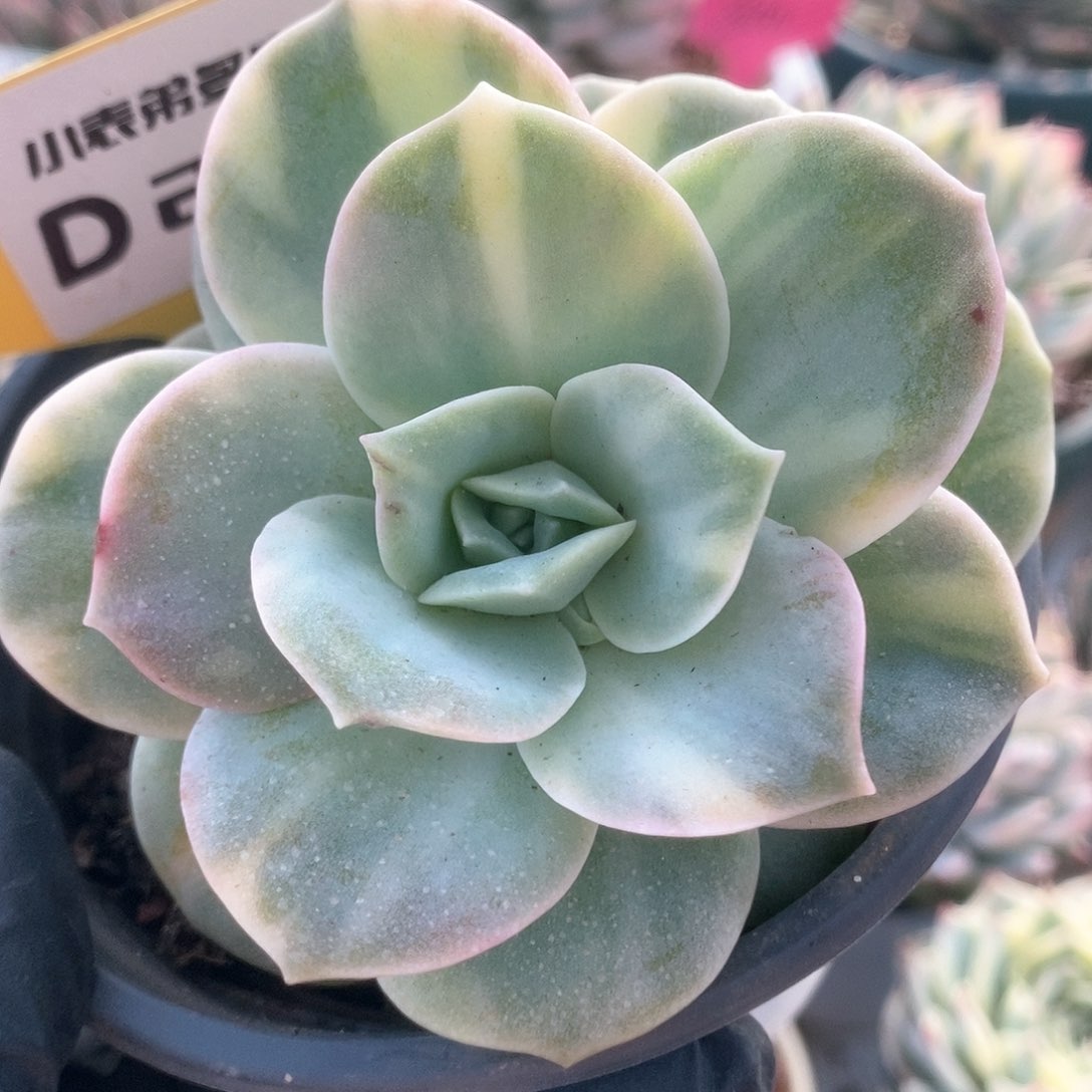 289可爱玫瑰锦锦锦锦