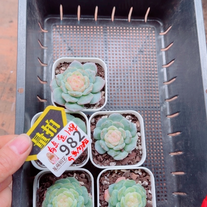 多肉植物多肉植物