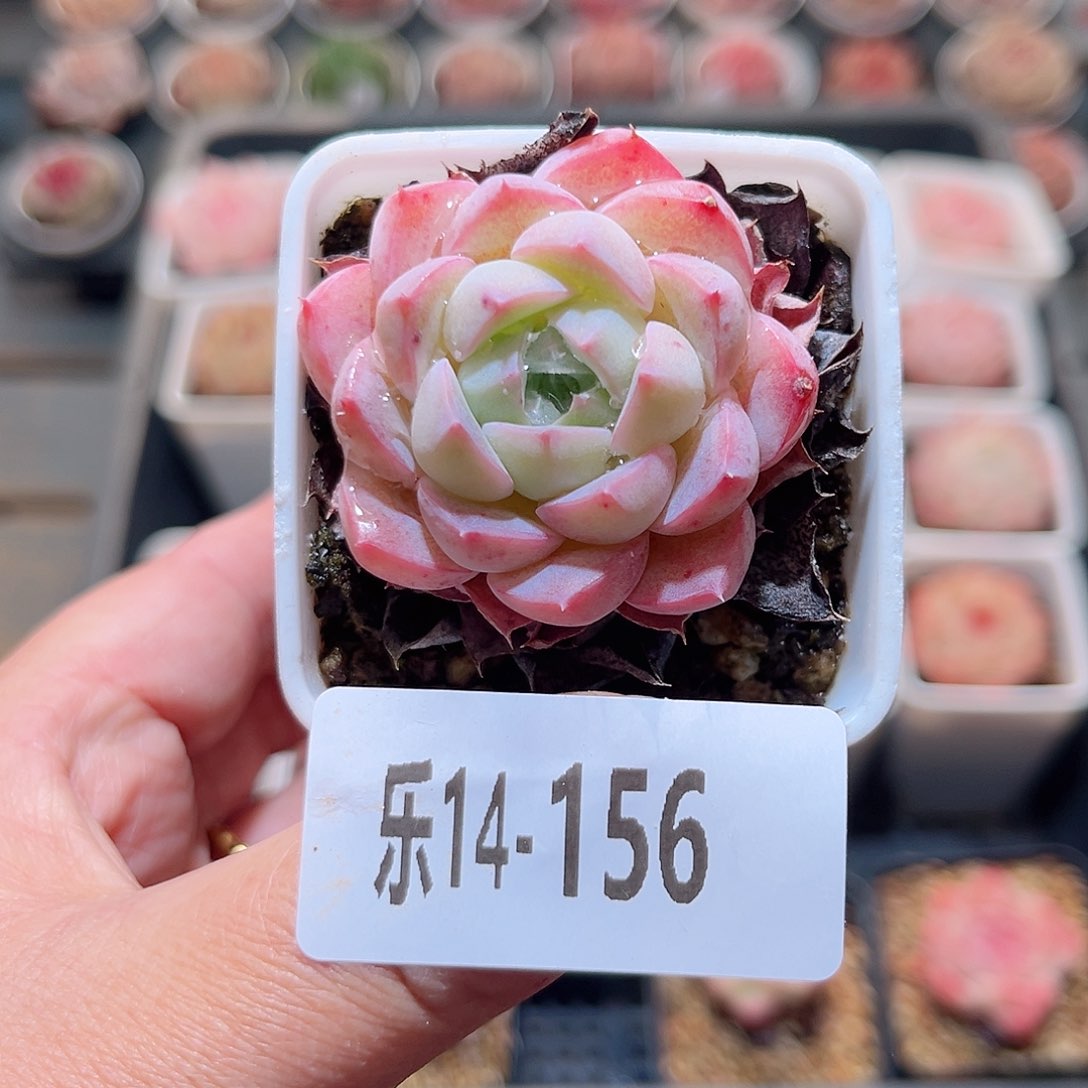 乐14-156 白纱单头