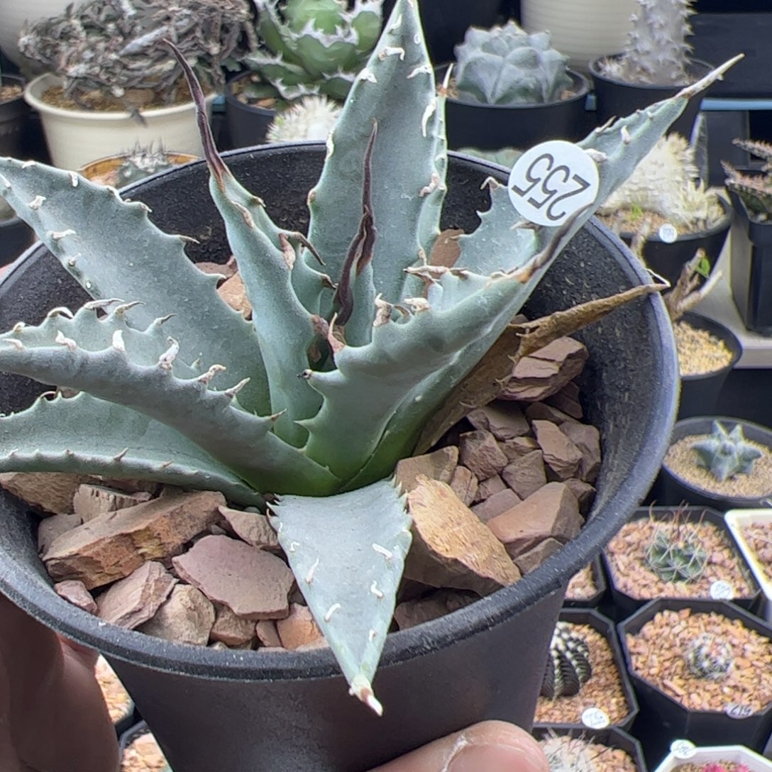 曲刺妖炎龙舌兰一物一拍255