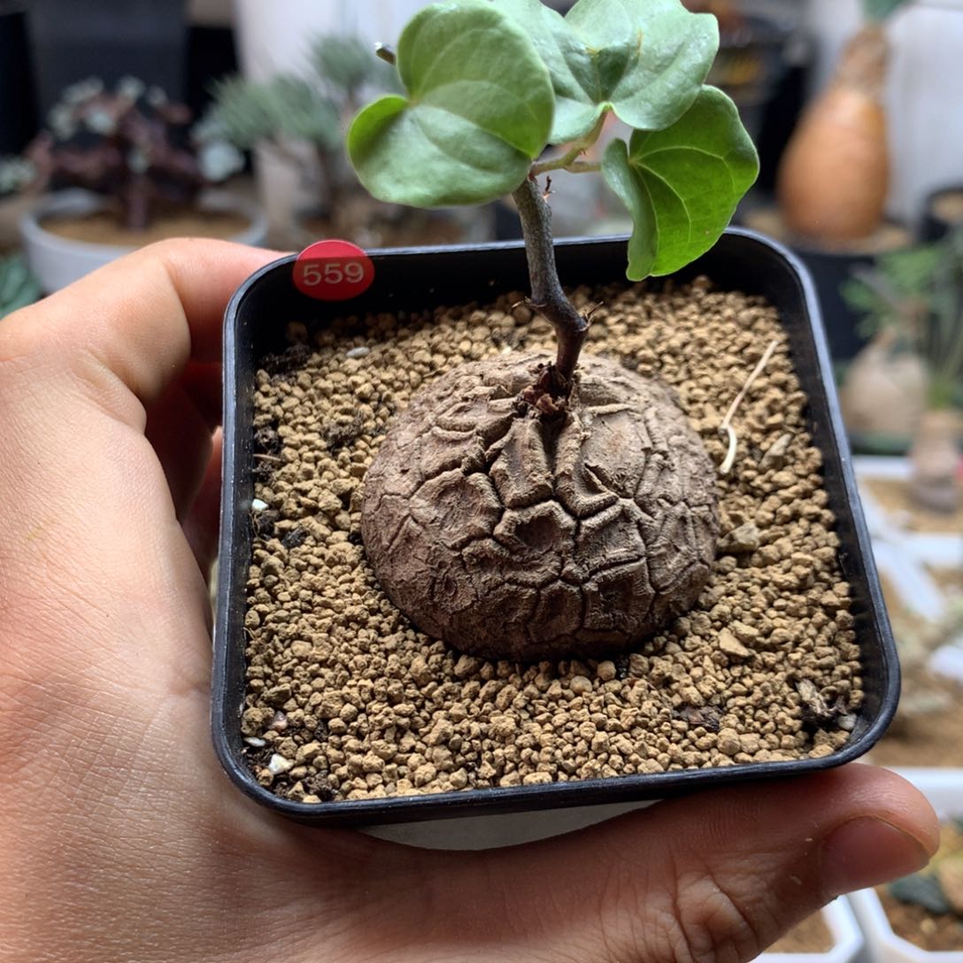 南非龟甲龙带盆发货559