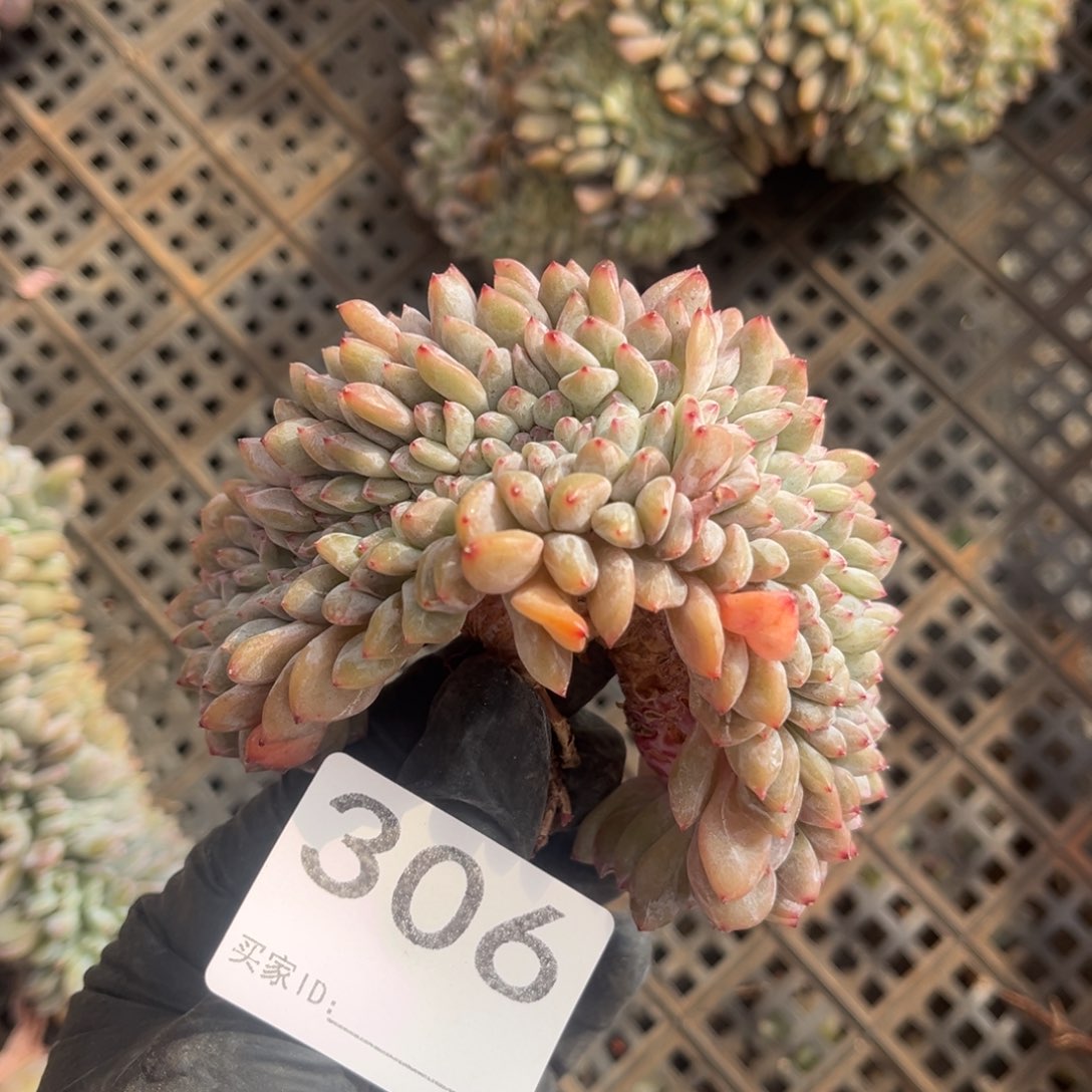 306号新疆西藏内蒙古不包邮