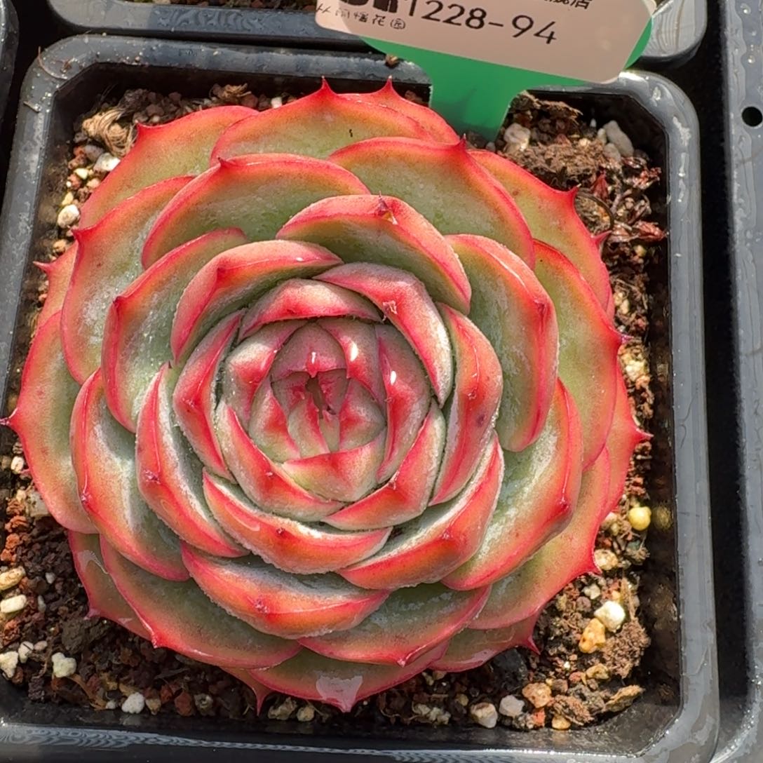 从前慢花园多肉编号1228-94