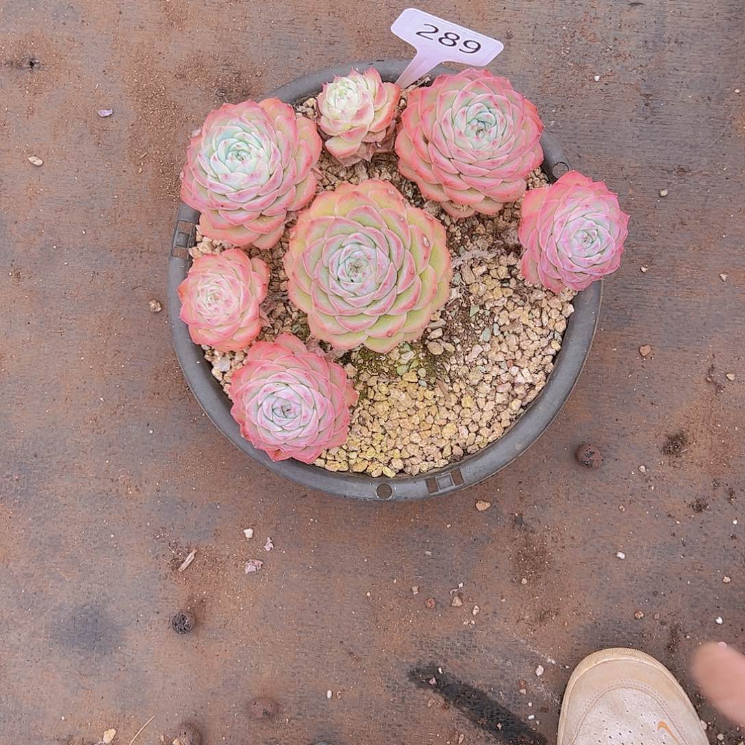 用****8289侧影20不售后