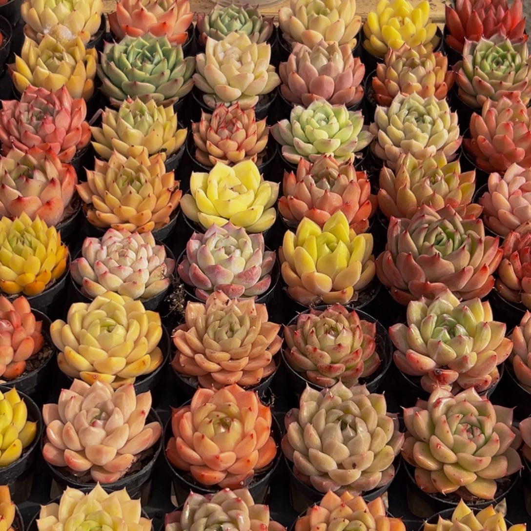 102多肉葡萄领导人的接见