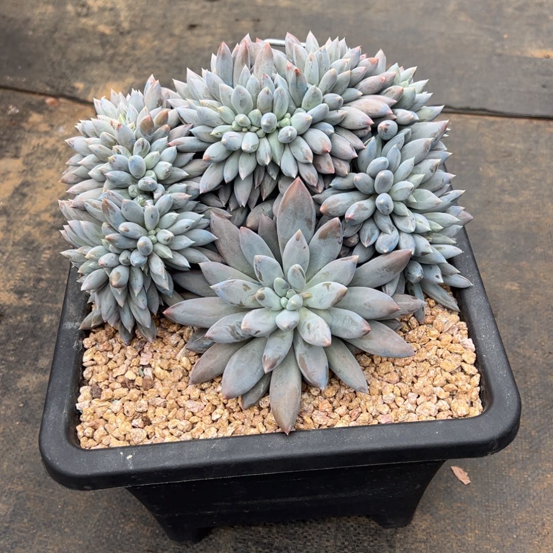 海***燕哥特缀化。海燕姐发货 