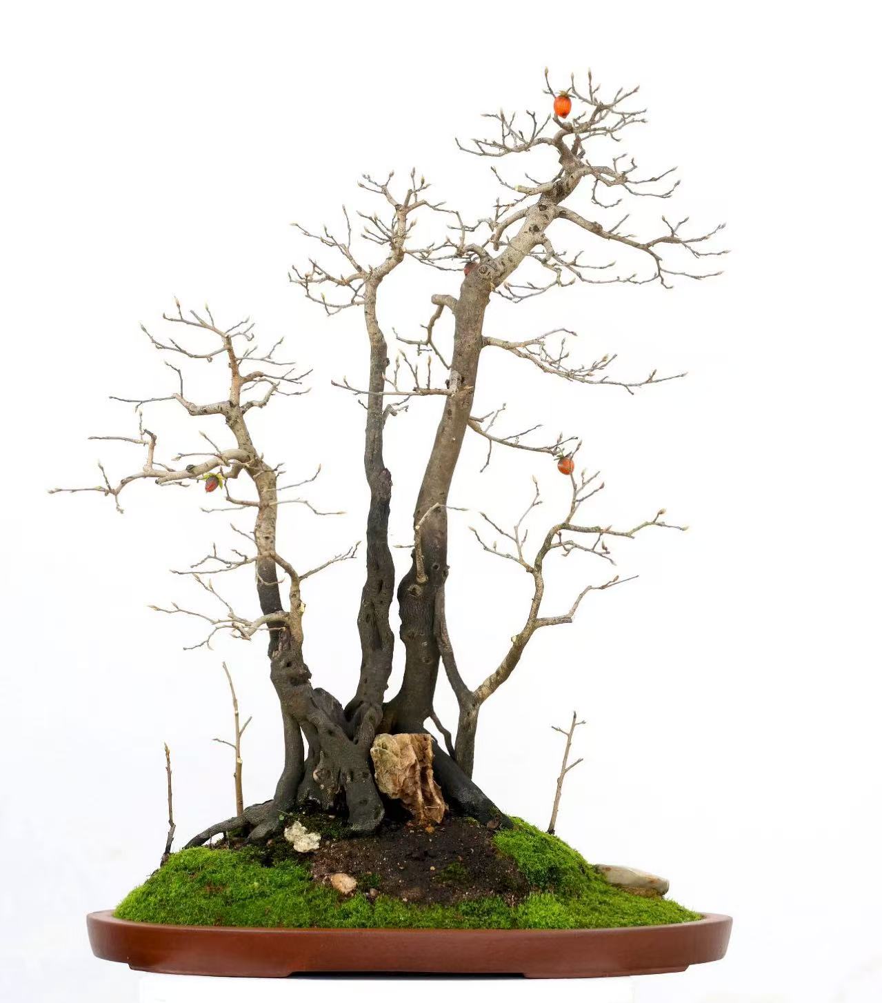 老鸦柿 野柿子盆景素材 一物一拍 